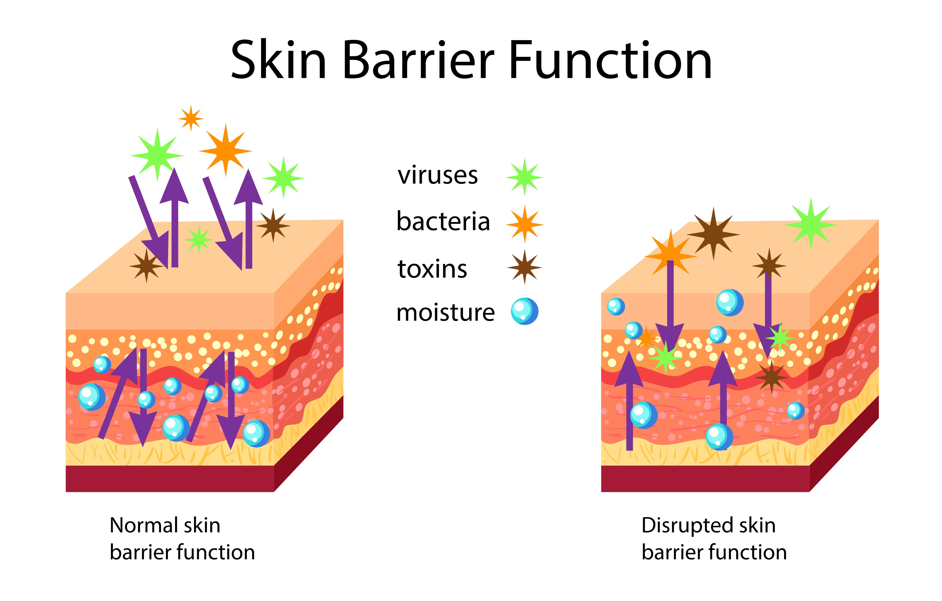 Product to Improve Skin Barrier Function