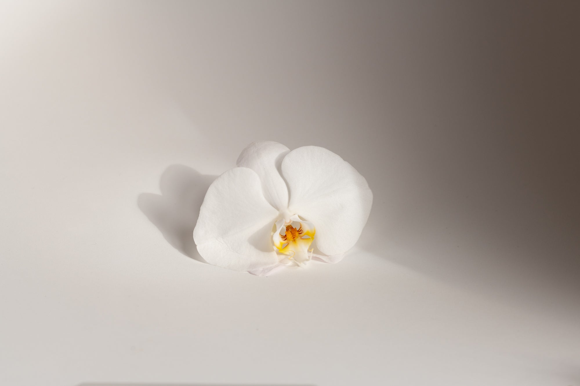 Orchid flowers on plain background