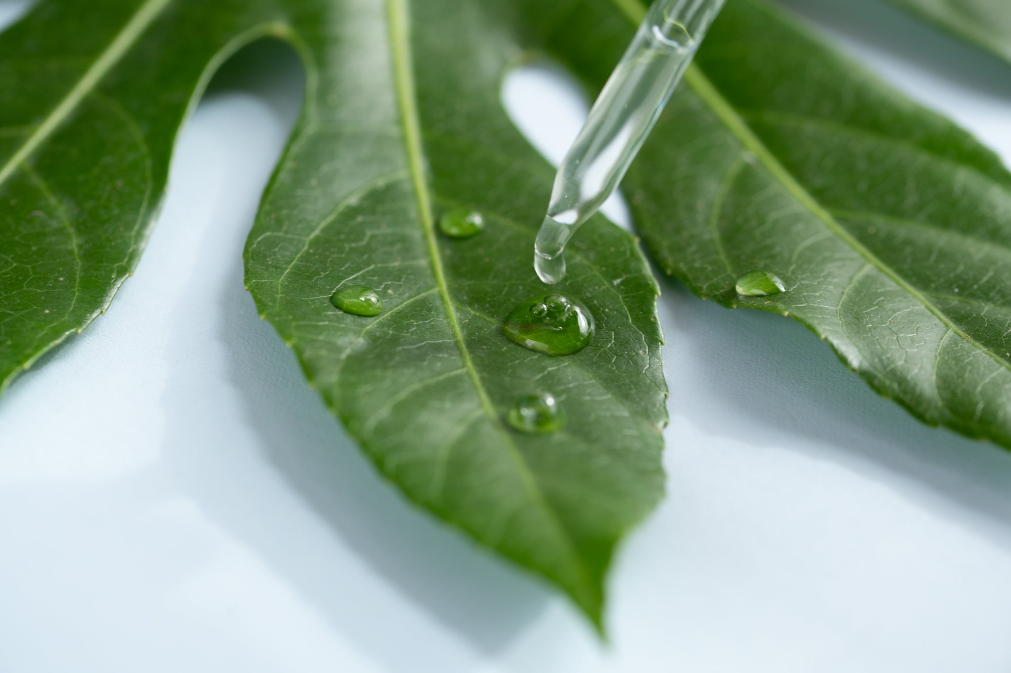 Drops of skincare facial serum ontop of a large natural leaf