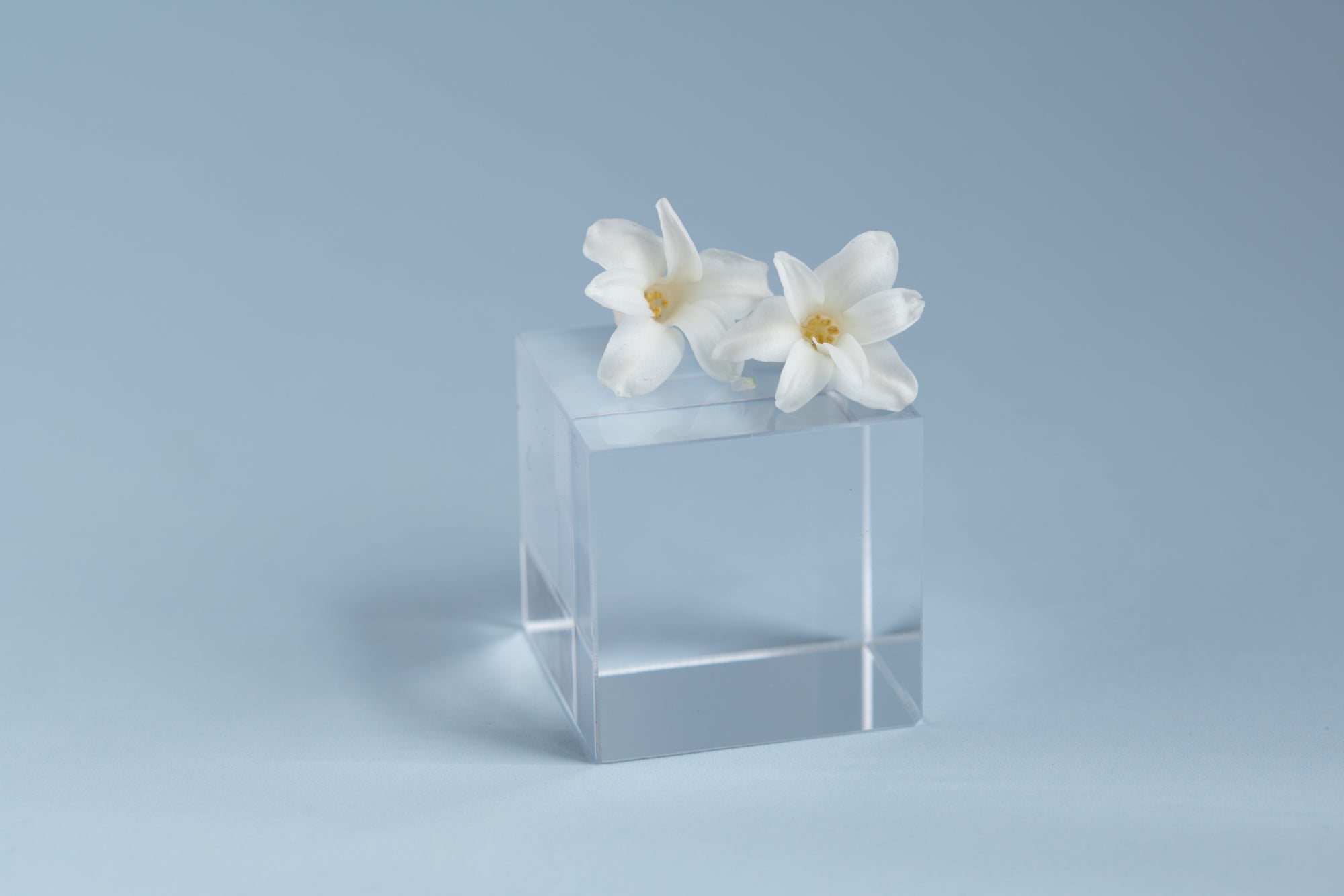 Flower petals ontop of a clear cube